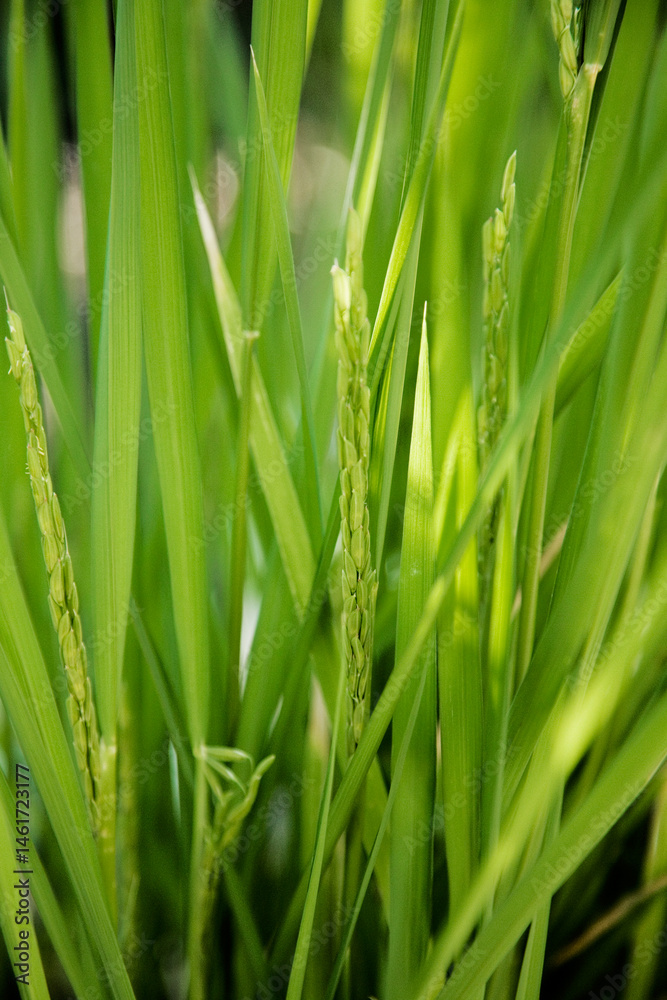Close up of rice plants Close up of rice plants