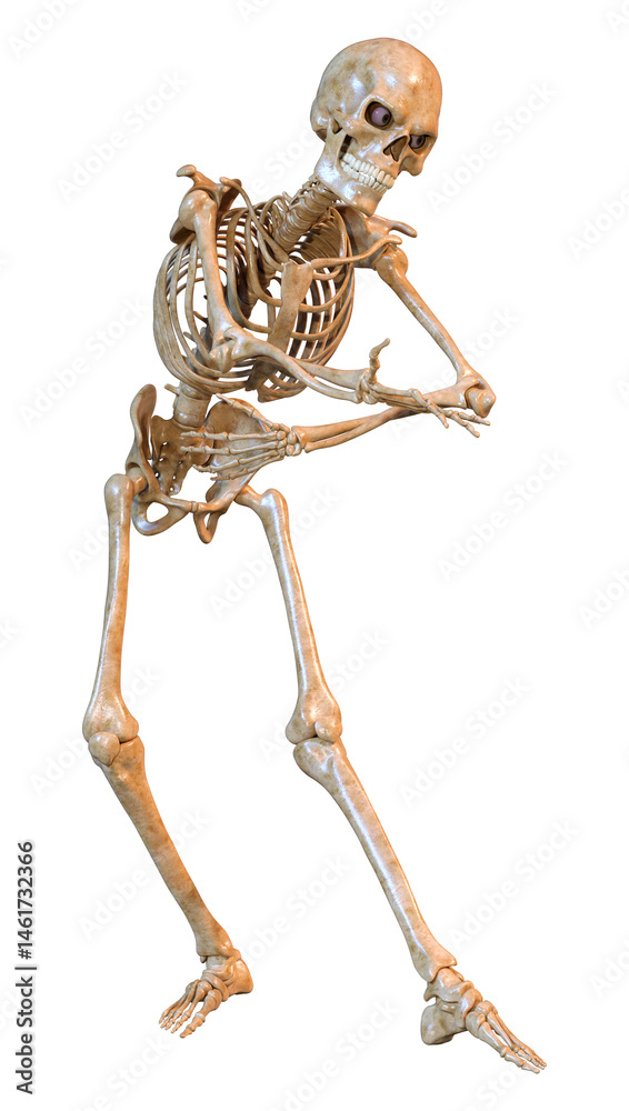 Fototapeta premium 3D Rendering Human Skeleton on White