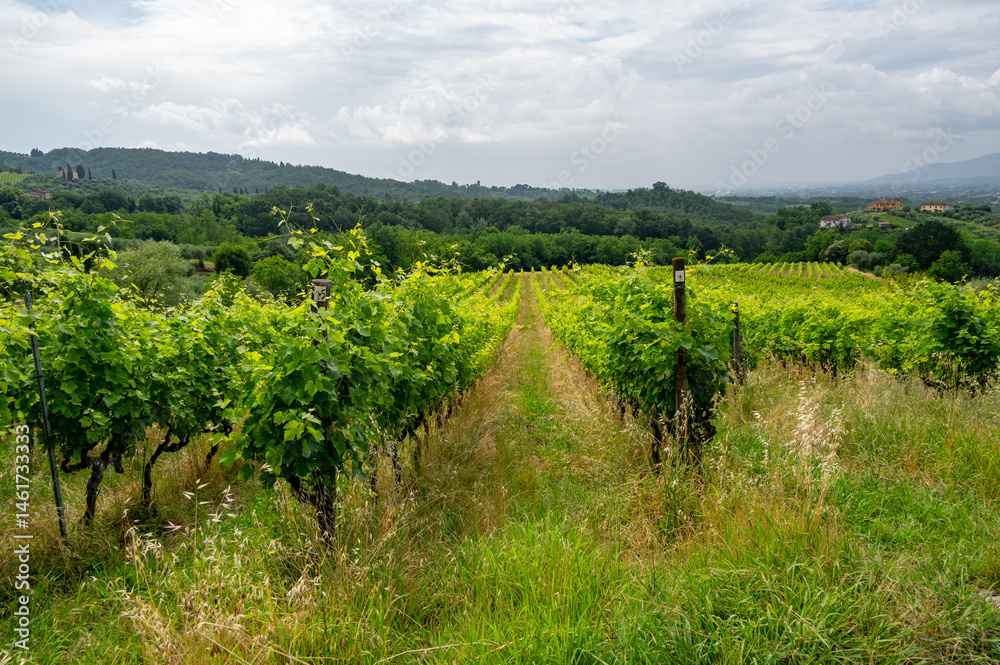 Fototapeta premium Scenic landscape of northern Tuscany, Italy, featuring vineyards, olive groves, and traditional countryside houses with hills and green mountains in the background.
