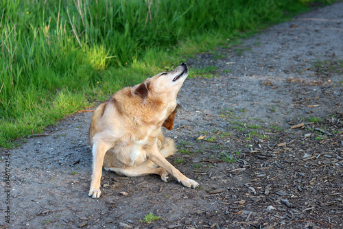 A dog standing on the side of a rural road in the countryside