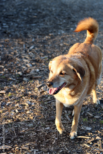 A dog standing on the side of a rural road in the countryside