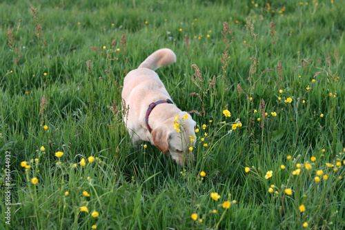 Labrador Retriever on a green meadow with yellow flowers