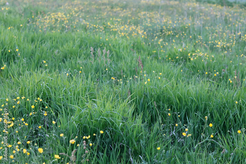 Meadow with yellow wildflowers buttercups.
Rural landscape
