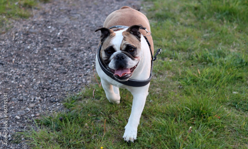 English Bulldog running on a country road in the summertime.