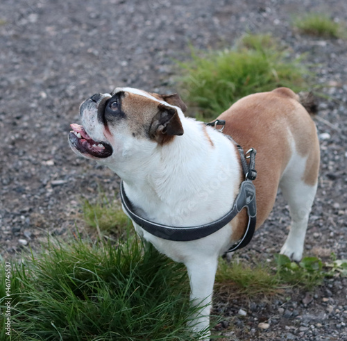 English Bulldog running on a country road in the summertime.