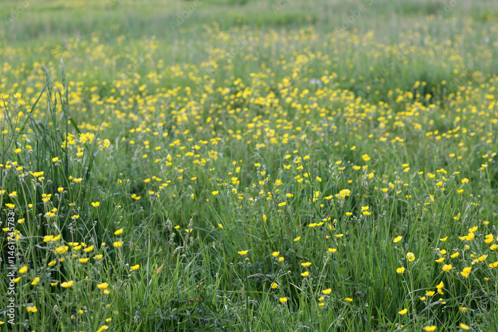 Fototapeta premium Meadow with yellow wildflowers buttercups. Rural landscape 