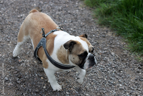 English Bulldog running on a country road in the summertime.