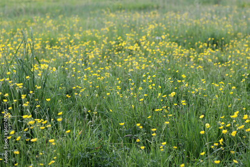 Meadow with yellow wildflowers buttercups.
Rural landscape
