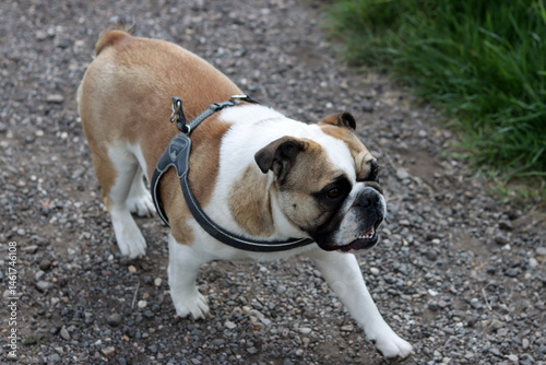 English Bulldog running on a country road in the summertime.