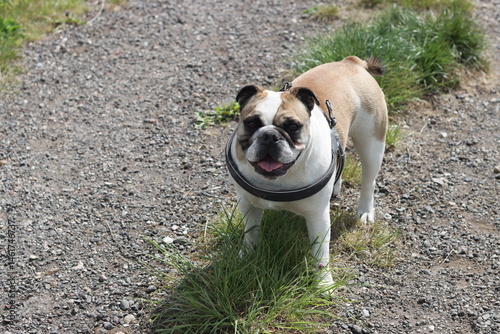English Bulldog running on a country road in the summertime.