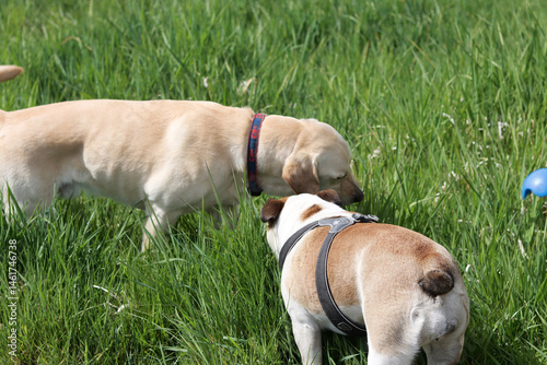English bulldog and Golden retriever playing together on the grass in the park. Best friends concept