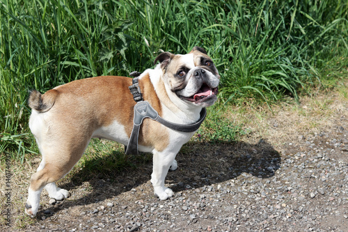 English Bulldog walking in the park. Selective focus on the dog.