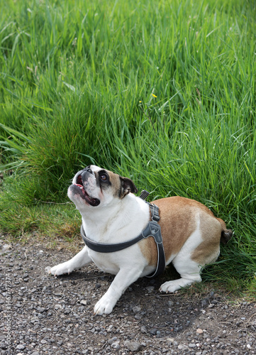 Funny English Bulldog jumping while playing with a ball in the park on a sunny day. Active dog concept.