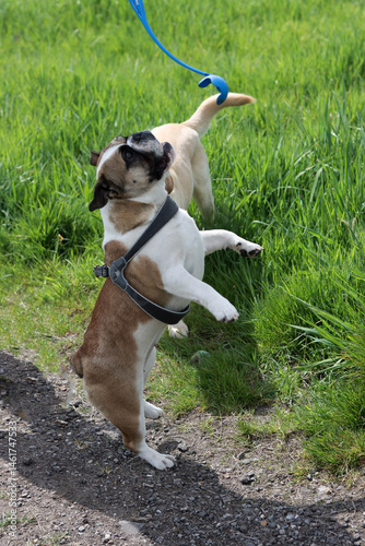 Labrador retriever dog and English Bulldog in the park on a sunny day
