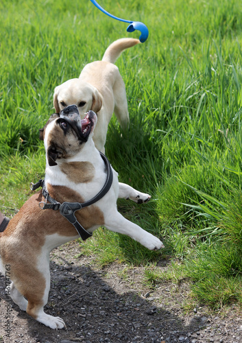 English Bulldog walking in the park. Selective focus on the dog.
