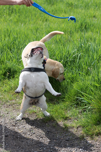 Labrador retriever dog and English Bulldog in the park on a sunny day