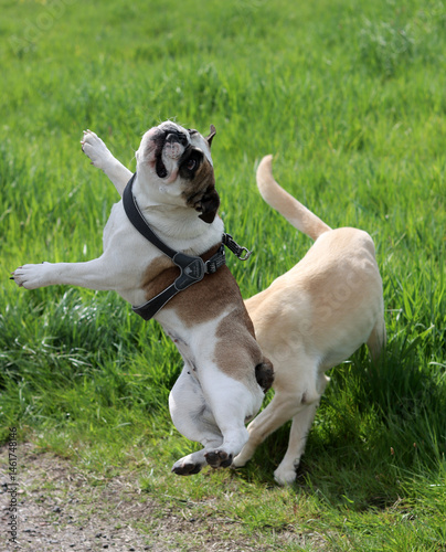 Funny English Bulldog jumping while playing with a ball in the park on a sunny day. Active dog concept.