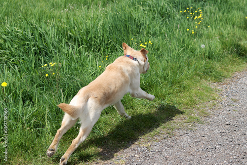 Labrador retriever puppy running on a green meadow in summer. Labrador retriever running on a country road with dandelions