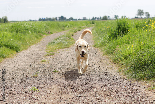 Labrador retriever dog walking on a rural road in the countryside