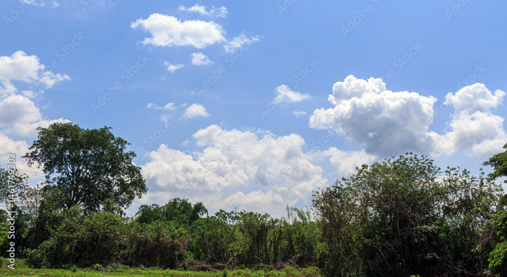trees and clouds trees and clouds