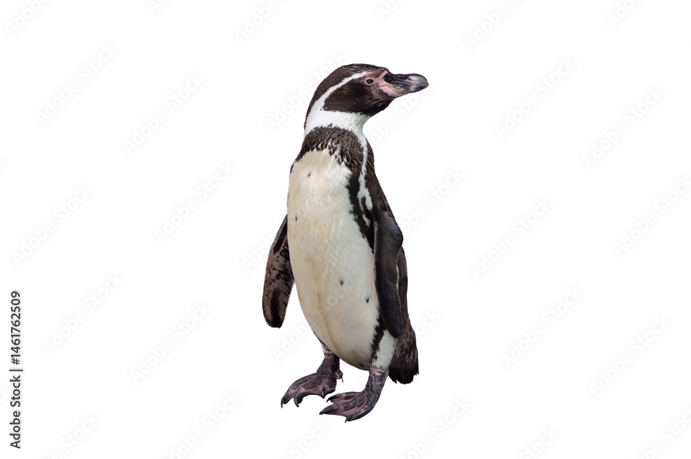 Fototapeta premium humboldt penguin isolated on white background