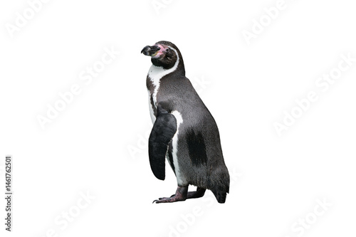 humboldt penguin isolated on white background