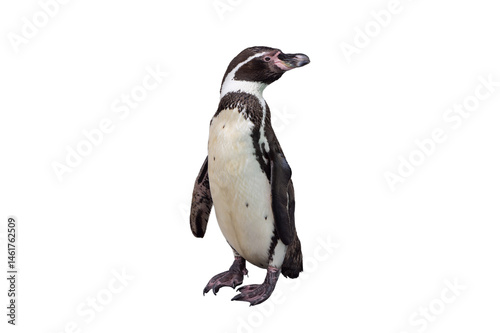 humboldt penguin isolated on white background