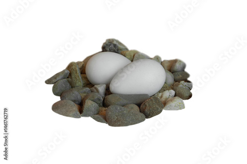 Fotografia nest of humboldt penguin isolated on white background