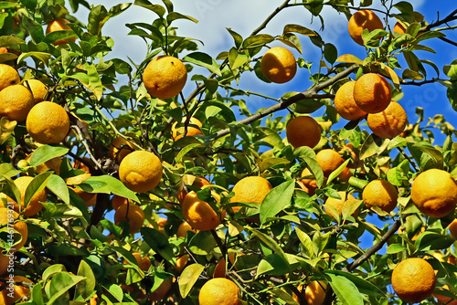 Palermo, agrumi ed arance dell'Orto Botanico - Sicilia