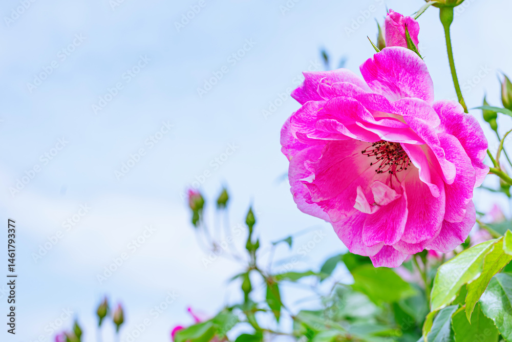 Fototapeta premium バラ