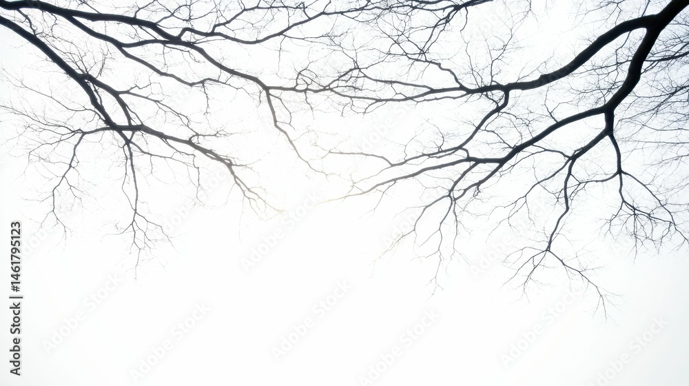 Fototapeta premium Winter tree branches silhouetted against a bright sky