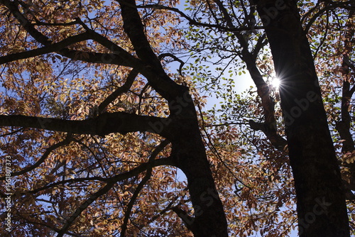 木漏れ日の紅葉