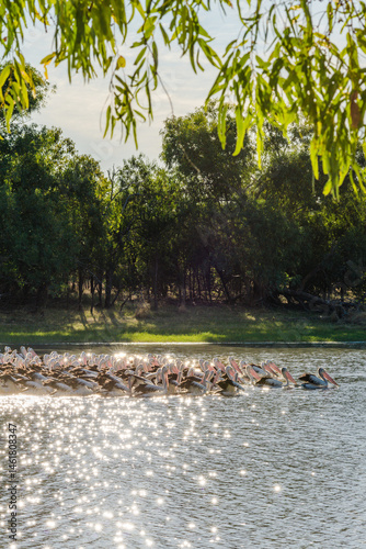 pelicans paddling en masse downstream at sunset