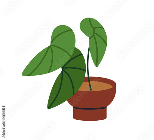 House plant in pot. Fresh green leaf houseplant growing in flowerpot. Natural...