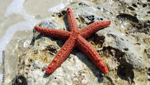 Red Starfish on Ocean Rock in Bright Sunlight