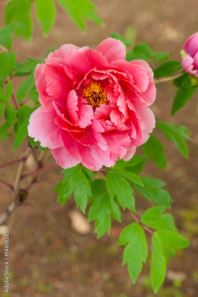 Obraz premium 牡丹