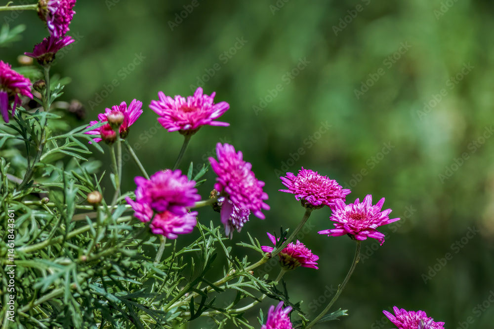 Close-up photography of some dark pink china star flowers, captured at a garden near the town of Villa de Leyva, in the eastern Andean mountains of central Colombia. Close-up photography of some dark pink china star flowers, captured at a garden near the town of Villa de Leyva, in the eastern Andean mountains of central Colombia.