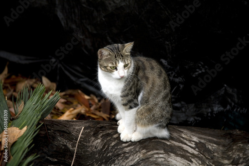 Kitten sitting on a fallen log outside