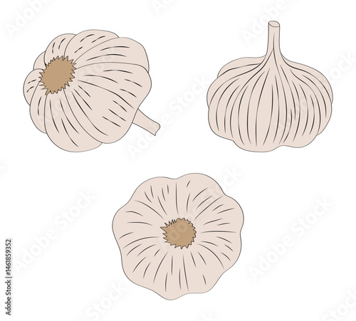 Garlic Vector Illustration Set.