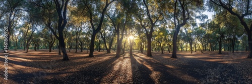 Autumn Forest Glow: Sunlight Through Golden Leaves photo