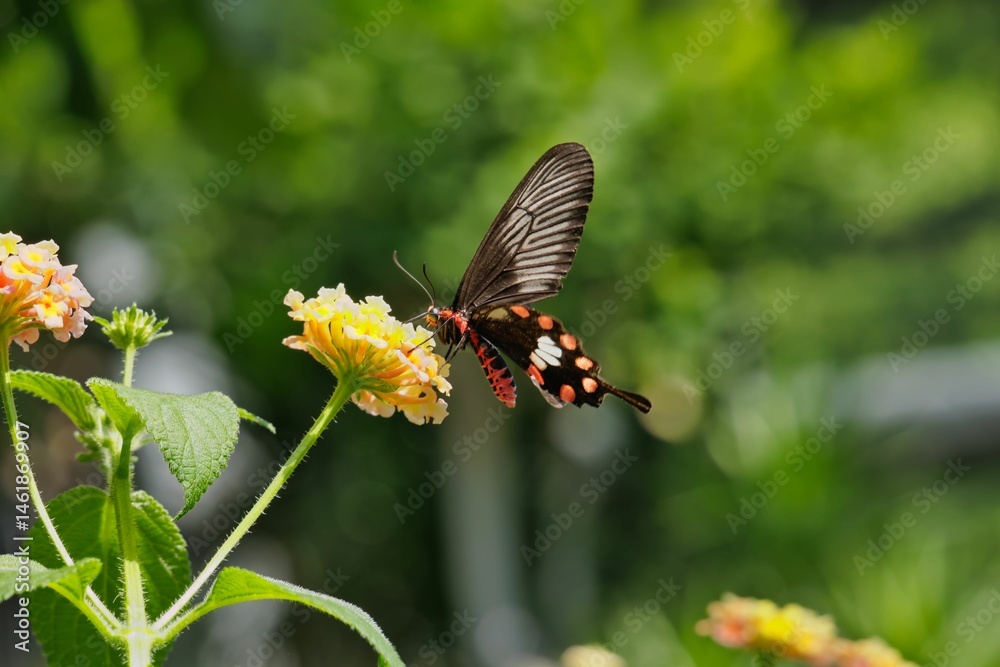 Fototapeta premium ベニモンアゲハ