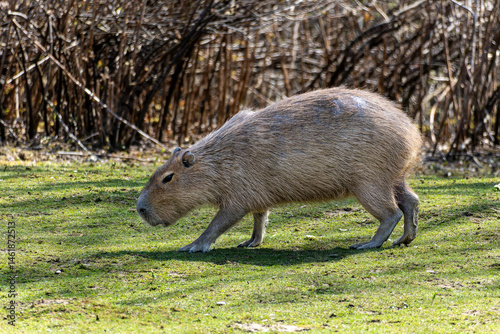 Capybara, Hydrochoerus hydrochaeris grazing on fresh green grass