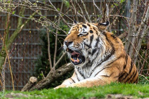 The Siberian tiger,Panthera tigris altaica in a park