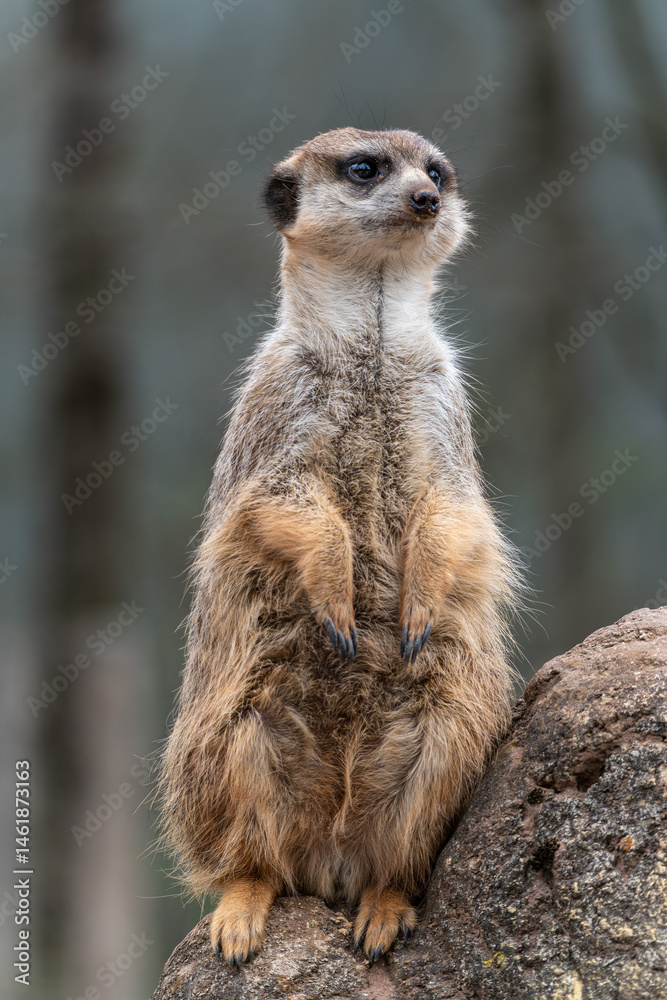 Meerkat, Suricata suricatta sitting on a stone and looking into the distance Meerkat, Suricata suricatta sitting on a stone and looking into the distance
