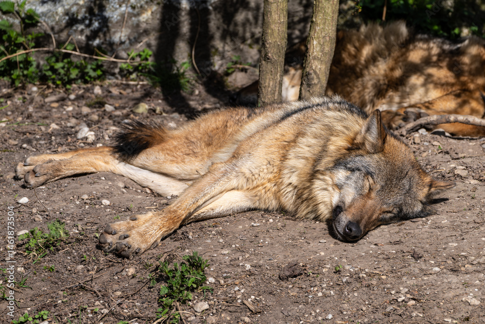 European Grey Wolf, Canis lupus in a german park