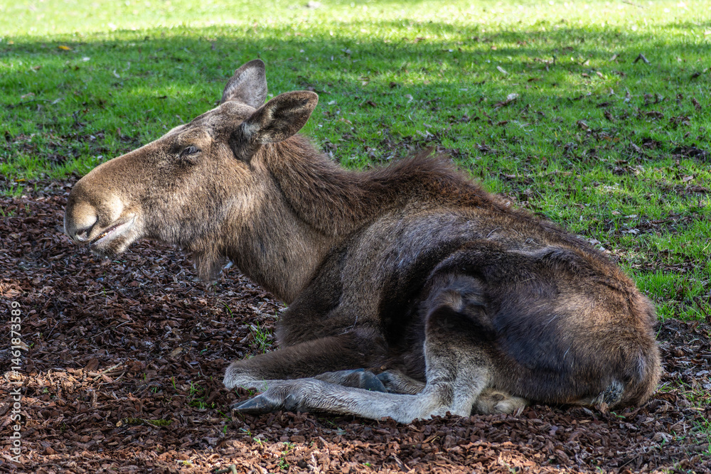 European Moose, Alces alces, also known as the elk