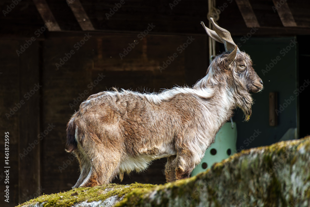 Turkmenian markhor, Capra falconeri heptneri living on the rocks