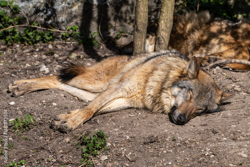 Obraz na płótnie European Grey Wolf, Canis lupus in a german park w salonie