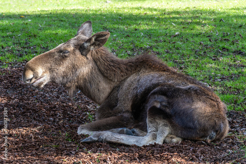 Obraz na płótnie European Moose, Alces alces, also known as the elk w salonie