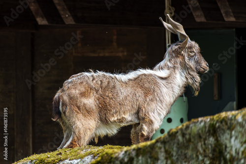 Obraz na płótnie Turkmenian markhor, Capra falconeri heptneri living on the rocks w salonie